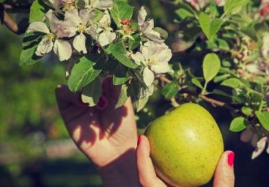 Яблочный Спас: заговоры, гадания и приметы праздника